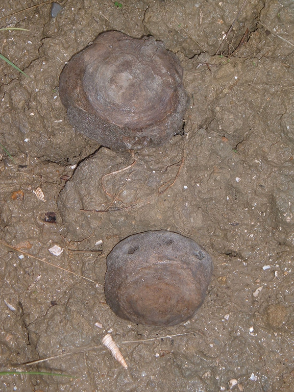 Video su You Tube (balena di Castelfiorentino)